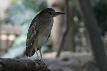 Black-crowned night heron bird perched on a branch in a forest setting