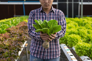 Young man holding tablet in vegetable garden examining green acorns and lettuce at greenhouse farm Asian farmers enjoy hydroponic farming.