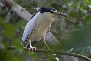 Close-up shot of a small Black-crowned night heron perched on a tree branch
