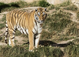 Majestic Siberian Tiger standing in a grassy field on a sunny day
