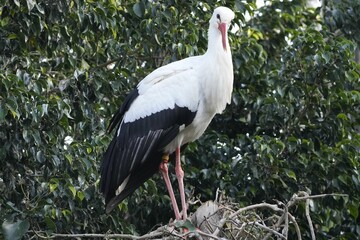 Majestic Great White Stork perched atop a nest of twigs in the middle of a lush green meadow