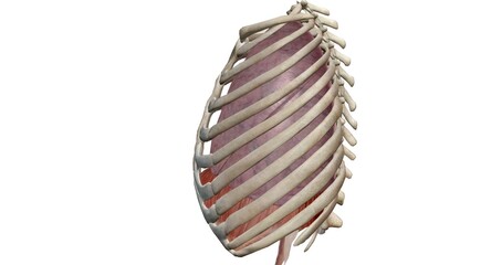Fototapeta premium Your thoracic cavity is a space in your chest that contains orga