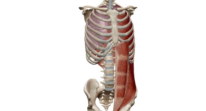 The rectus and transverse abdominis and the oblique muscles are engaged during exhalation