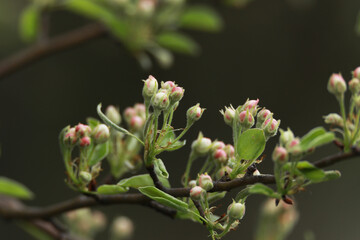 flowering fruit trees in spring, flowering tree