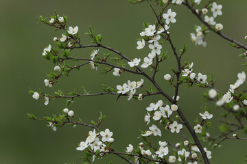 flowering fruit trees in spring, flowering tree