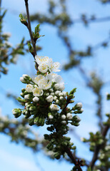 flowering fruit trees in spring, flowering tree