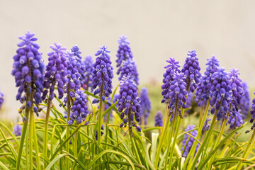 grape hyacinth (muscari armeniacum)