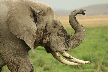 African elephant stands in a field of tall grass with its trunk in the air