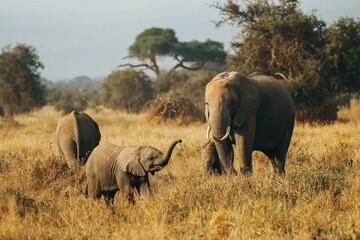 Close up  of a small family of elephants gathering in a grassy field with a forest in the background