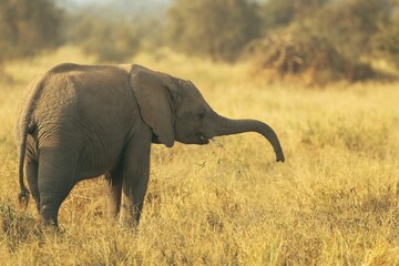 Majestic elephant stands in a field of dry grass ,with its trunk extended