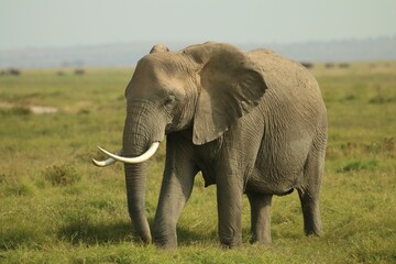 Fototapeta na wymiar Elephant standing in a lush green grassy field.