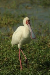 Vertical shot of African spoonbill perched on top of lush, green grass in a pond