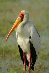 Vertical shot of a stork standing in a lush green grassy field