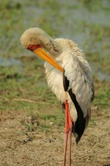 Stork stands in a  lush green grass and a pond