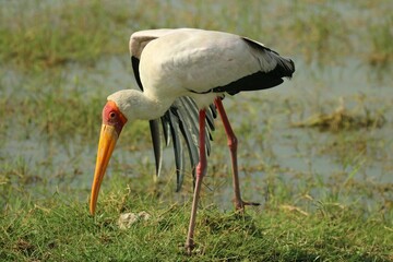 Stork standing on top of a lush green weeds in a pond
