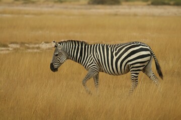 Obraz na płótnie Canvas Zebra walking across a dry grassy field