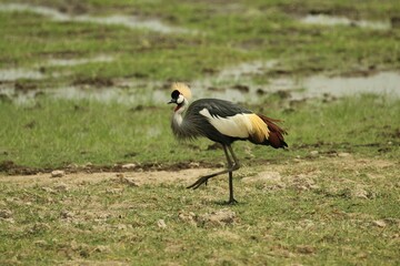 Majestic grey crowned crane stands in a lush grass covered field