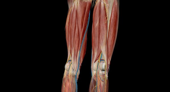 The knee is a modified hinge joint, which permits flexion and extension as well as slight internal and external rotation