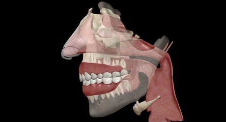 The nasal cavity lies above the bone that forms the roof of the