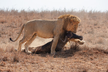 Fototapeta na wymiar Male Lion Dragging Wildebeest by the Head in Nairobi National Park 
