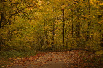 autumn in the forest