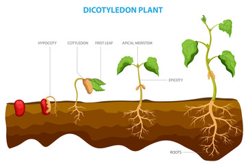Dicotyledon plants, or dicots, are a group of flowering plants with two embryonic leaves, or cotyledons, in their seed.  - obrazy, fototapety, plakaty