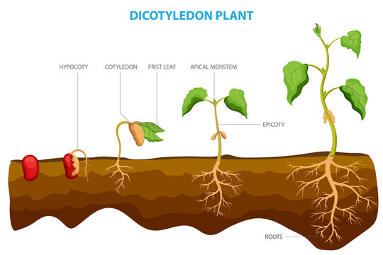 Dicotyledon plants, or dicots, are a group of flowering plants with two embryonic leaves