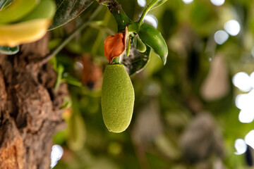 Small jackfruit hanging from tree against green leaves with Selective Focus on the subject. Macro. Close up.