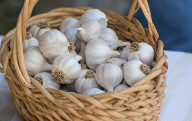 Wicker basket full of white garlic at the Farmers Market