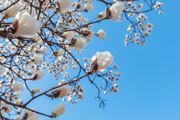 magnolia flowers are in bloom under the blue sky