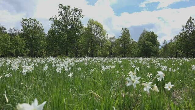 Narcissus Glade in bloom, Romania