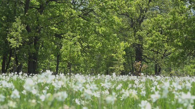 Wild white daffoldils (Narcissus) flowers in the blooming forest glade
