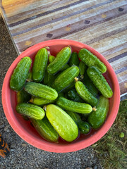 On the table in a large red bowl are freshly picked cucumbers from the garden. They are light green in color.