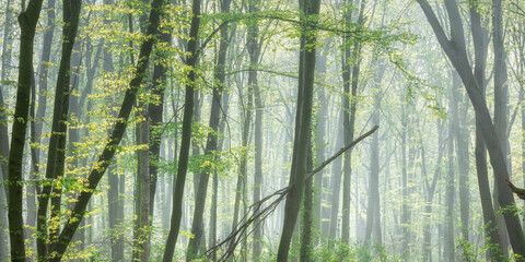 Sunny Natural Forest of Beech Trees with Morning Fog in early Spring