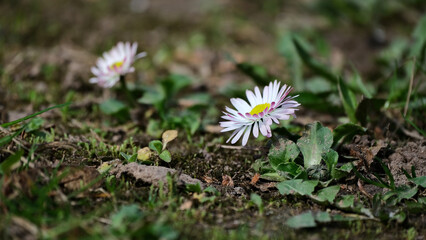 Bellis perennis common daisy flower on the ground, springtime, shallow depth of field © Neils