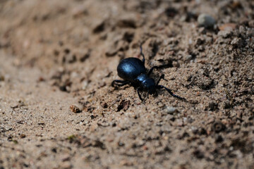 Black beetle on the ground in the nature. Macro. Selective focus.