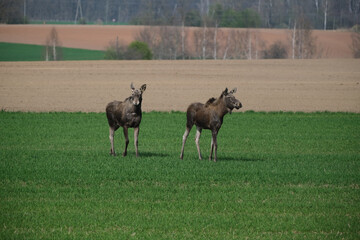 Obraz premium Two moose on a green meadow 