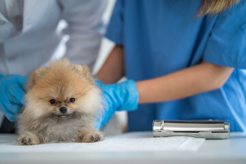 veterinary doctor - dog receiving medication.