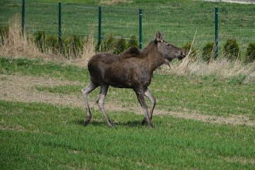 Moose, Alces alces, also known as the elk.