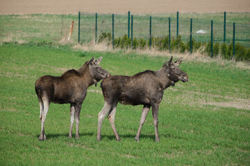 Two moose on a green meadow 