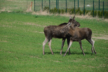 Two moose on a green meadow 
