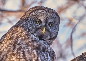 Great grey owl is perched on a tree in the boreal forest