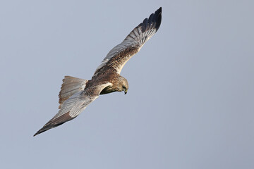 Obraz premium Male western marsh harrier (Circus aeruginosus) close-up in flight against a blue sky. Details of plumage and defining signs of a predator are clearly visible.