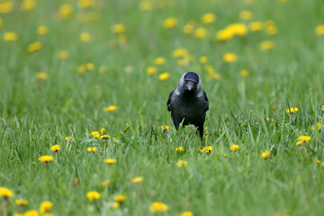 Close-up and bright photo of western jackdaw (Coloeus monedula) walking on green grass with blooming dandelions. Unusual angle and detailed photos of bird plumage