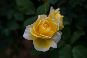 Beautiful yellow roses in the garden in spring