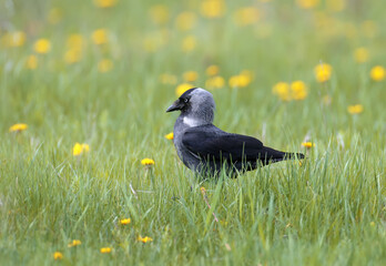 Close-up and bright photo of western jackdaw (Coloeus monedula) walking on green grass with blooming dandelions. Unusual angle and detailed photos of bird plumage