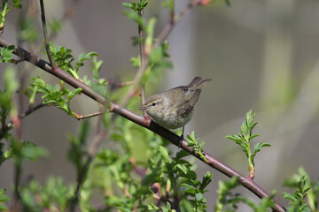 Migratory common chiffchaff (Phylloscopus collybita) close-up shot in its natural habitat. The bird sits on a branch on a blurred background.