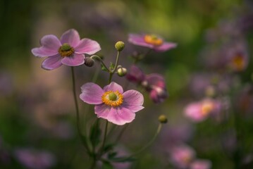 Japanese thimbleweed blooms grown in the garden