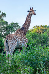 Wildlife Giraffe Closeup Habitat