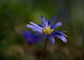 Fototapeta premium Scene of vibrant anemone wildflowers growing in a field